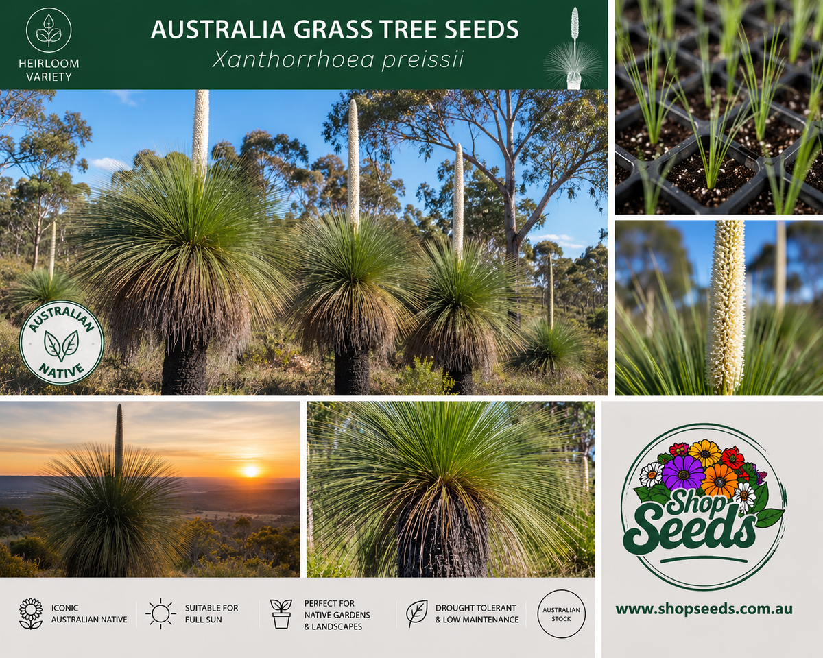 Australia Grass Tree Seeds – Xanthorrhoea preisii - SHOP SEEDS