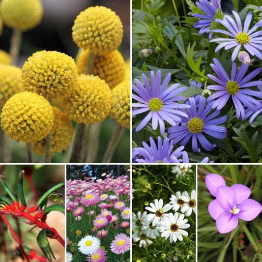 Australian Native Mixed Flower Seeds – Mixed Species - SHOP SEEDS