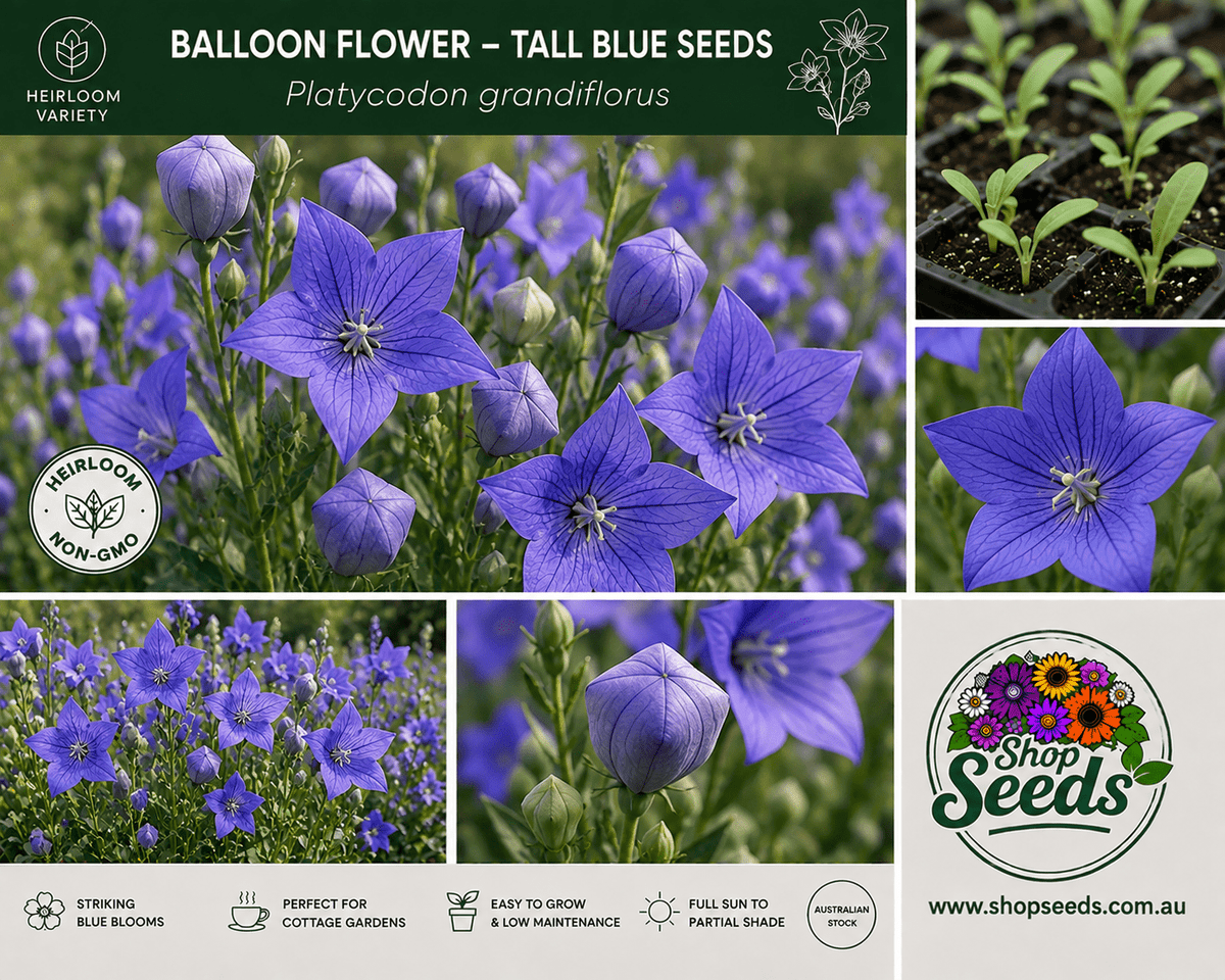 Balloon Flower – Tall Blue Seeds – Platycodon grandiflorus - SHOP SEEDS