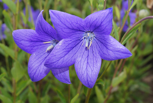 Balloon Flower – Tall Blue Seeds – Platycodon grandiflorus - SHOP SEEDS