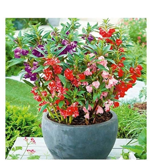 Balsam Extra Dwarf Tom Thumb Seeds – Impatiens balsamina - SHOP SEEDS