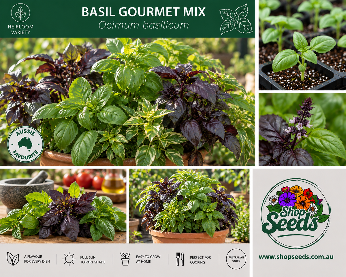 Basil Gourmet Mix - Ocimum basilicum - SHOP SEEDS