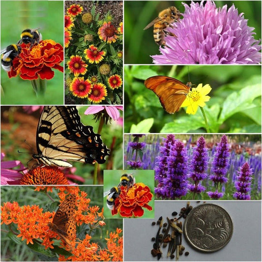 Bee and Butterfly Flowers Seed Mix – Mixed Varieties - SHOP SEEDS