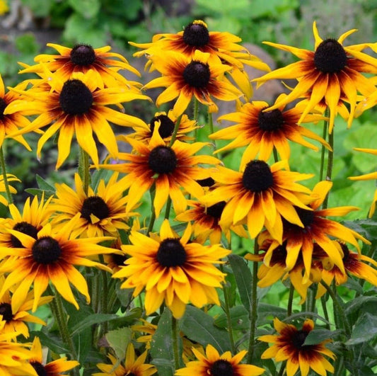Black Eyed Susan Gloriosa Daisies Mix Seeds – Rudbeckia hirta - SHOP SEEDS