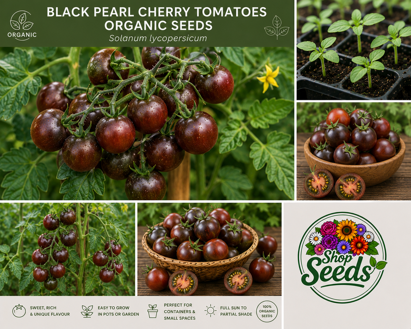 Black Pearl Cherry Tomatoes Organic Seeds – Solanum lycopersicum - SHOP SEEDS