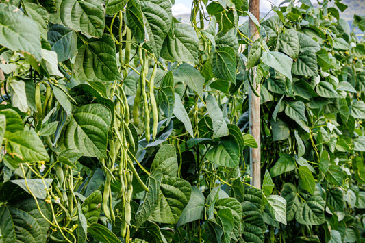 Bush Prestons Beans Seeds – Phaseolus vulgaris - SHOP SEEDS