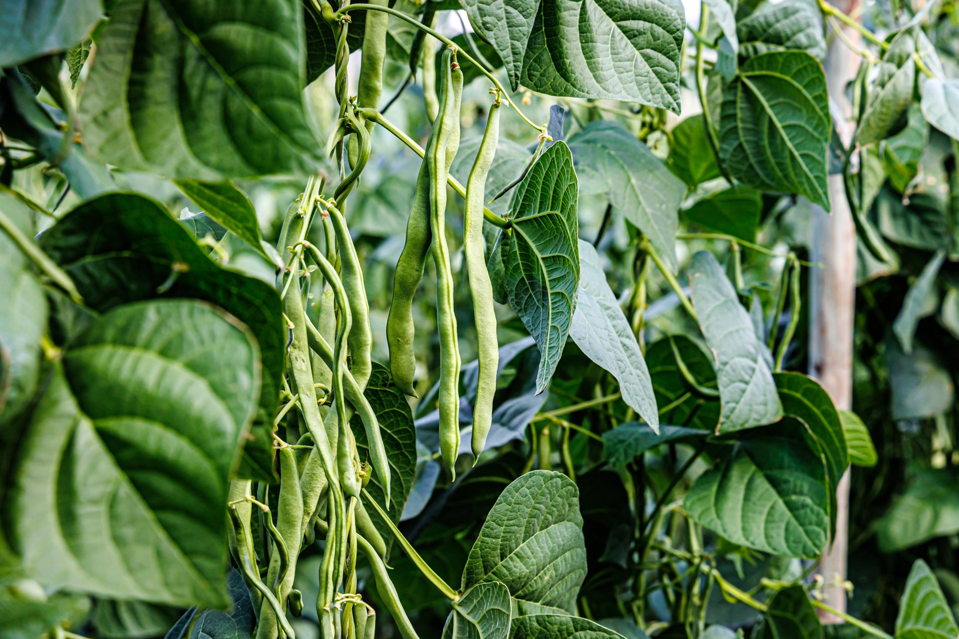 Bush Prestons Beans Seeds – Phaseolus vulgaris - SHOP SEEDS