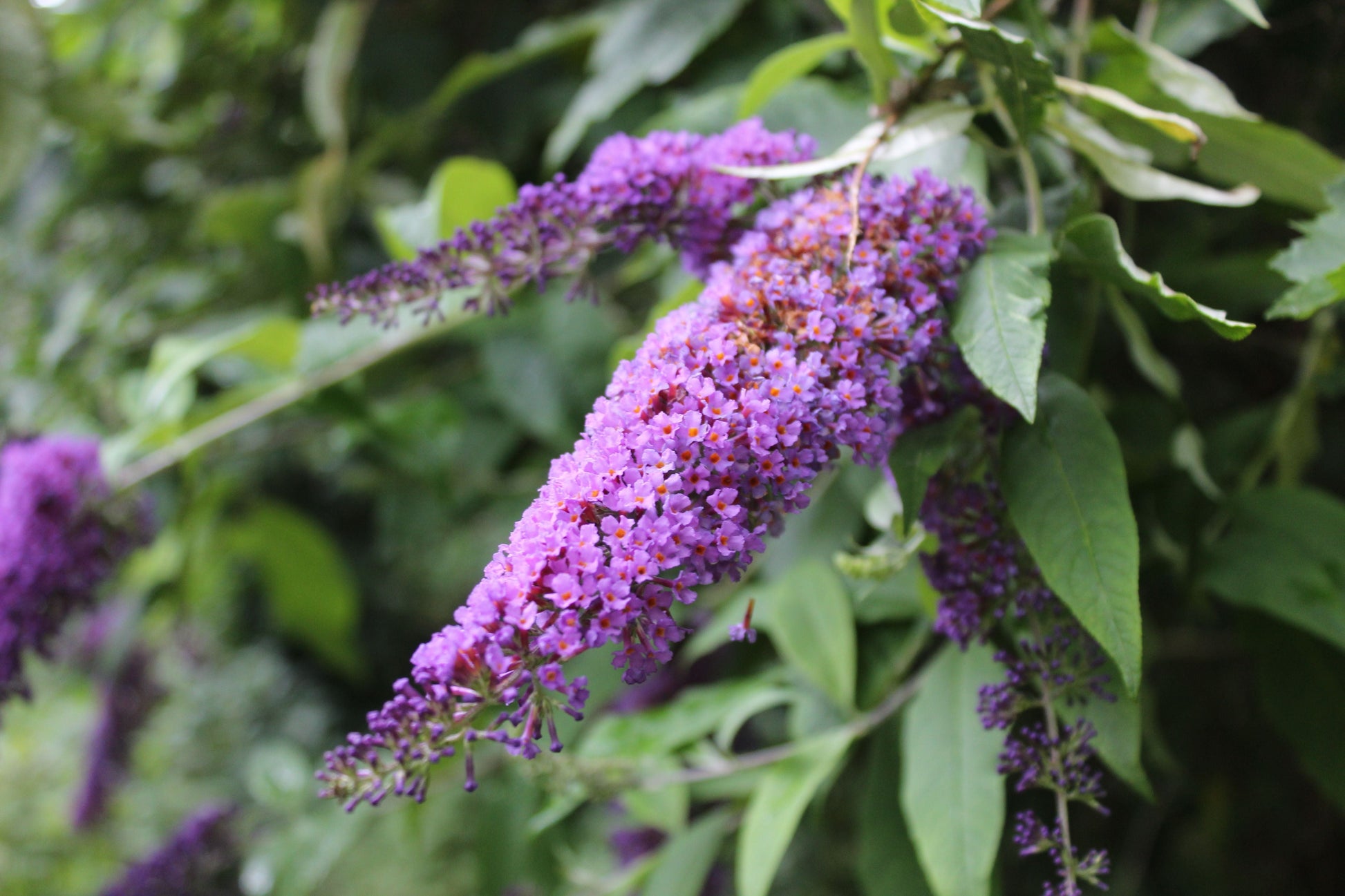 Butterfly Bush Flowers Seeds – Buddleja davidii - SHOP SEEDS