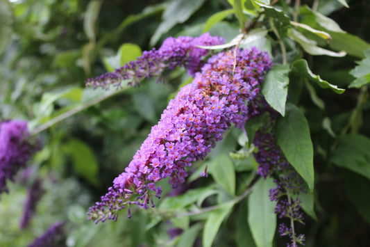 Butterfly Bush Flowers Seeds – Buddleja davidii - SHOP SEEDS