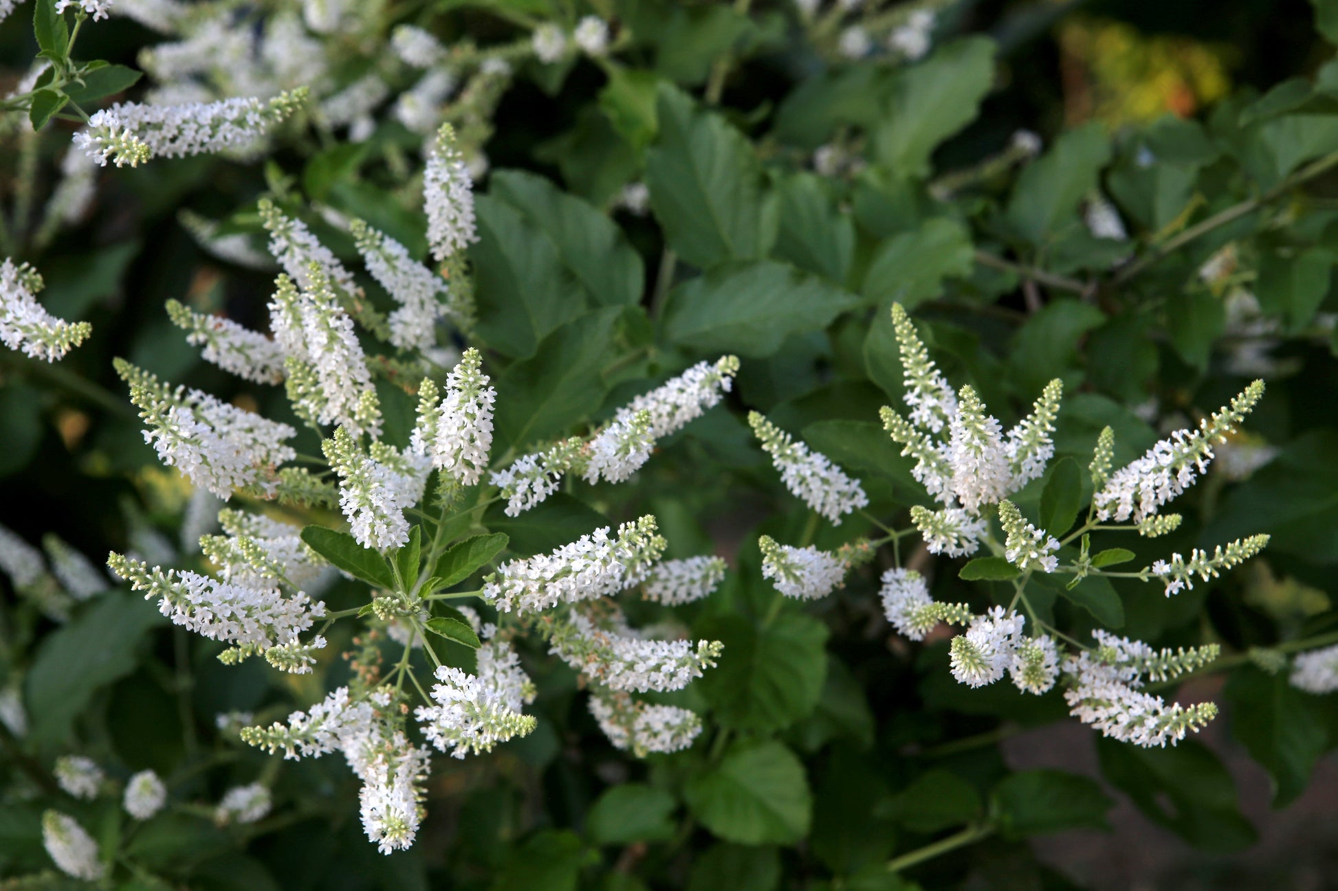 Butterfly Bush Flowers Seeds – Buddleja davidii - SHOP SEEDS