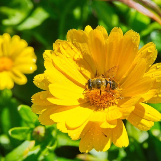 Calendula Mixed Shades Flower Seeds – Calendula officinalis - SHOP SEEDS