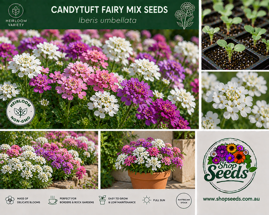 Candytuft Fairy Mix Seeds – Iberis umbellata - SHOP SEEDS