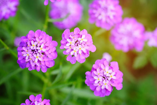 Candytuft Fairy Mix Seeds – Iberis umbellata - SHOP SEEDS