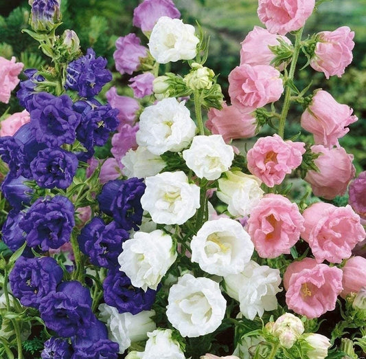 Canterbury Bells - Cup and Saucer Flower Mix Seeds – Campanula calycanthema - SHOP SEEDS