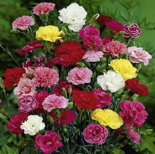 Carnation Finest Choice Double Mixed Flower Seeds – Dianthus caryophyllus - SHOP SEEDS