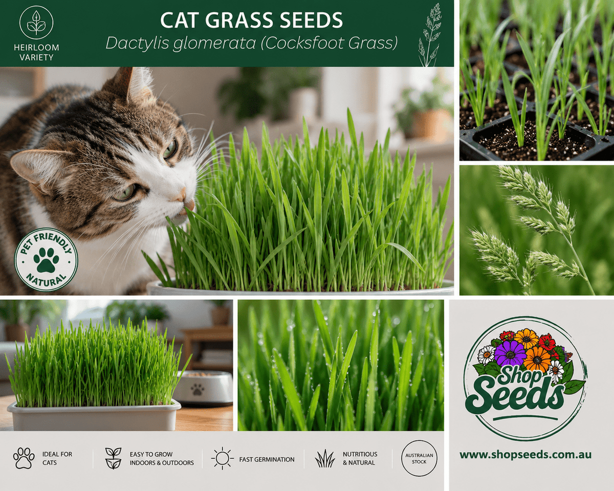Cat Grass Seeds – Dactylis glomerata (Cocksfoot Grass) - SHOP SEEDS