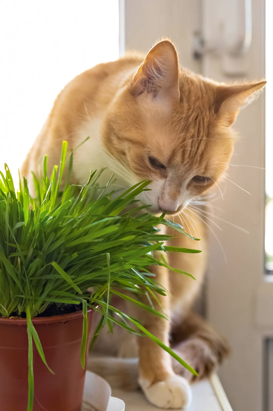 Cat Grass Seeds – Dactylis glomerata (Cocksfoot Grass) - SHOP SEEDS