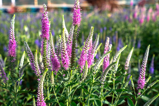 Celosia Flamingo Feather Seeds – Celosia spicata - SHOP SEEDS