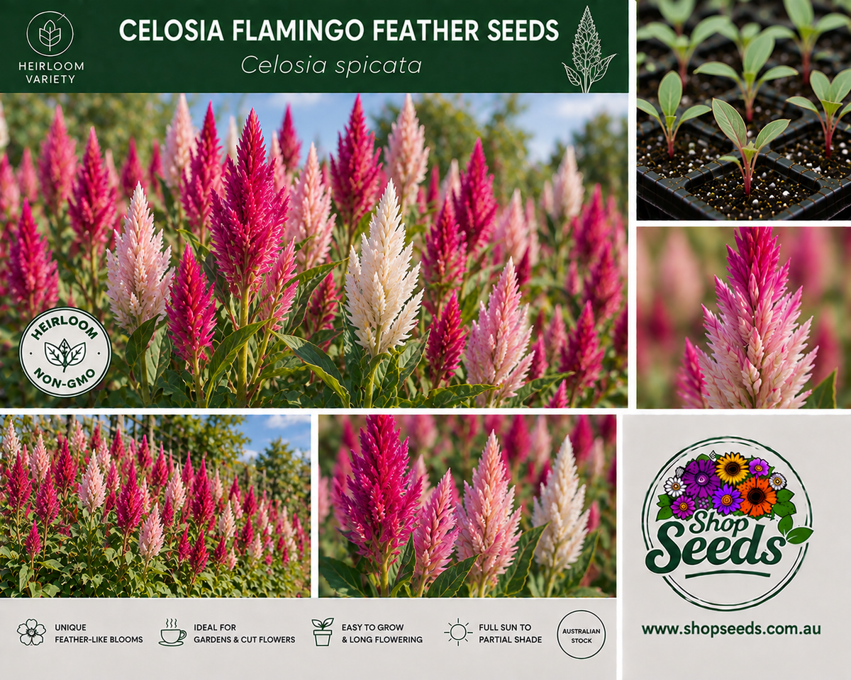 Celosia Flamingo Feather Seeds – Celosia spicata - SHOP SEEDS