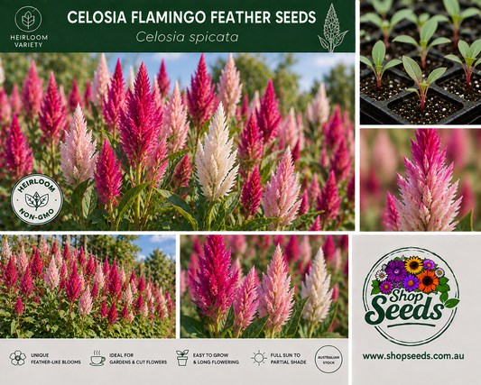 Celosia Flamingo Feather Seeds – Celosia spicata - SHOP SEEDS