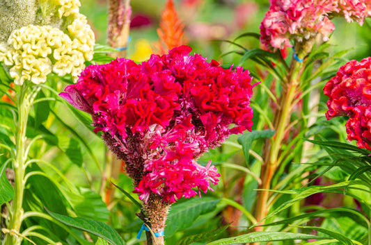 Celosia Scarlet Plume Seeds – Celosia plumosa - SHOP SEEDS