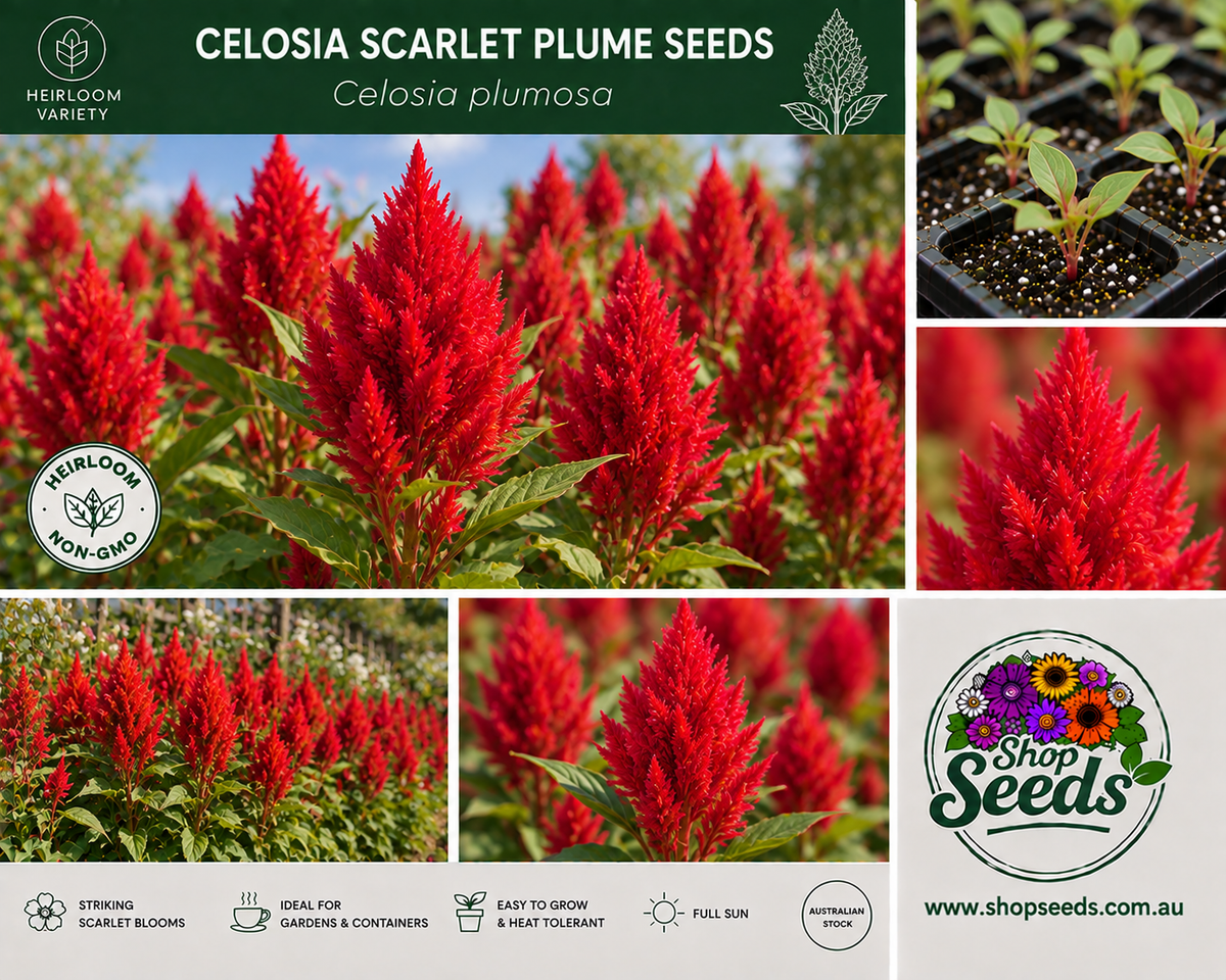 Celosia Scarlet Plume Seeds – Celosia plumosa - SHOP SEEDS