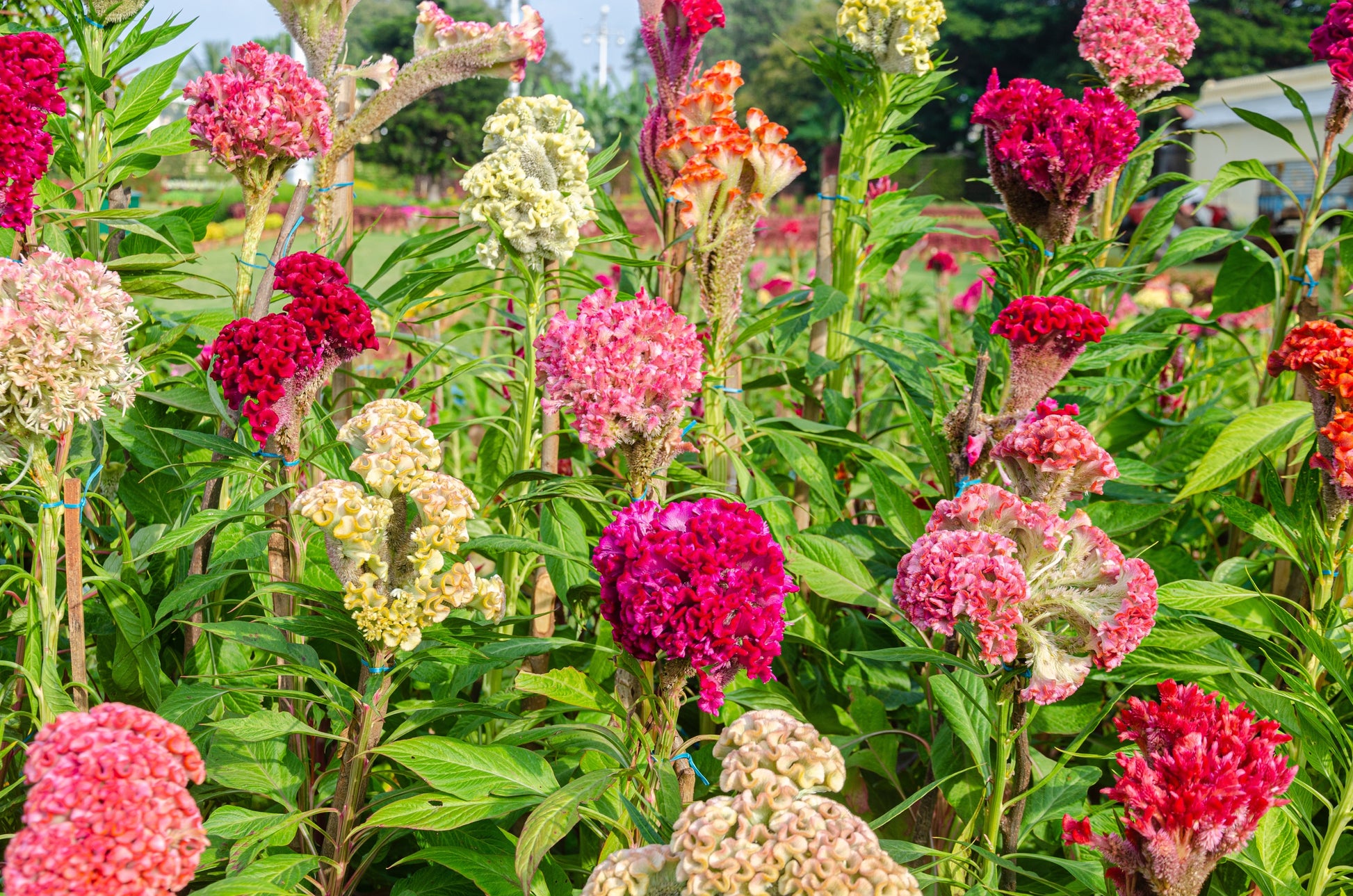 Celosia Scarlet Plume Seeds – Celosia plumosa - SHOP SEEDS