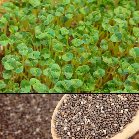 Chia Black Plant Seeds – Salvia hispanica - SHOP SEEDS