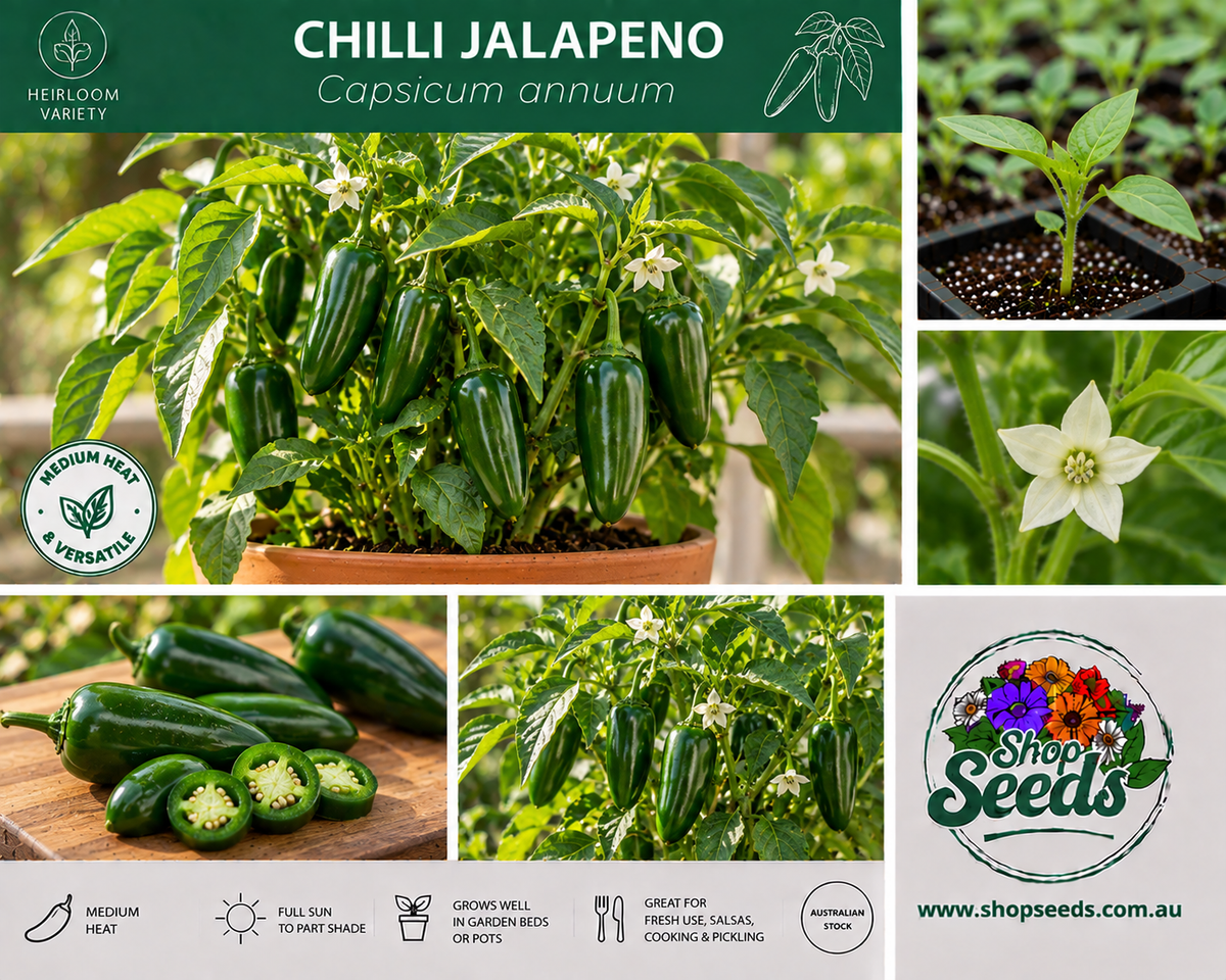 Chilli Jalapeno - Capsicum annuum - SHOP SEEDS