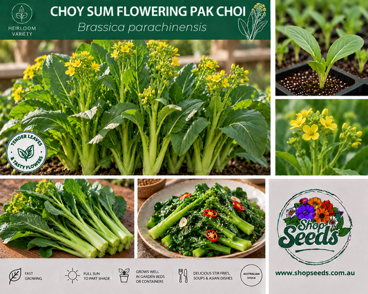 Choy Sum Flowering Pak Choi - Brassica parachinensis - SHOP SEEDS