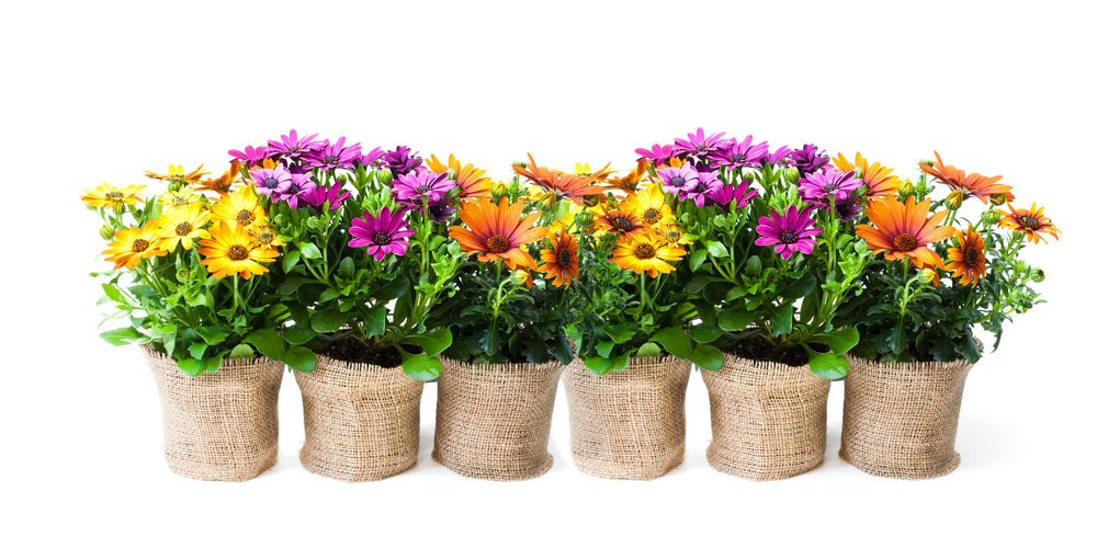 Chrysanthemum Rainbow Mix Seeds – Chrysanthemum carinatum - SHOP SEEDS