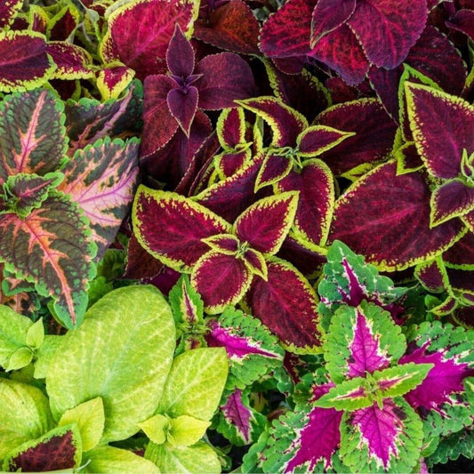 Coleus Rainbow Mixed Seeds – Plectranthus scutellarioides - SHOP SEEDS