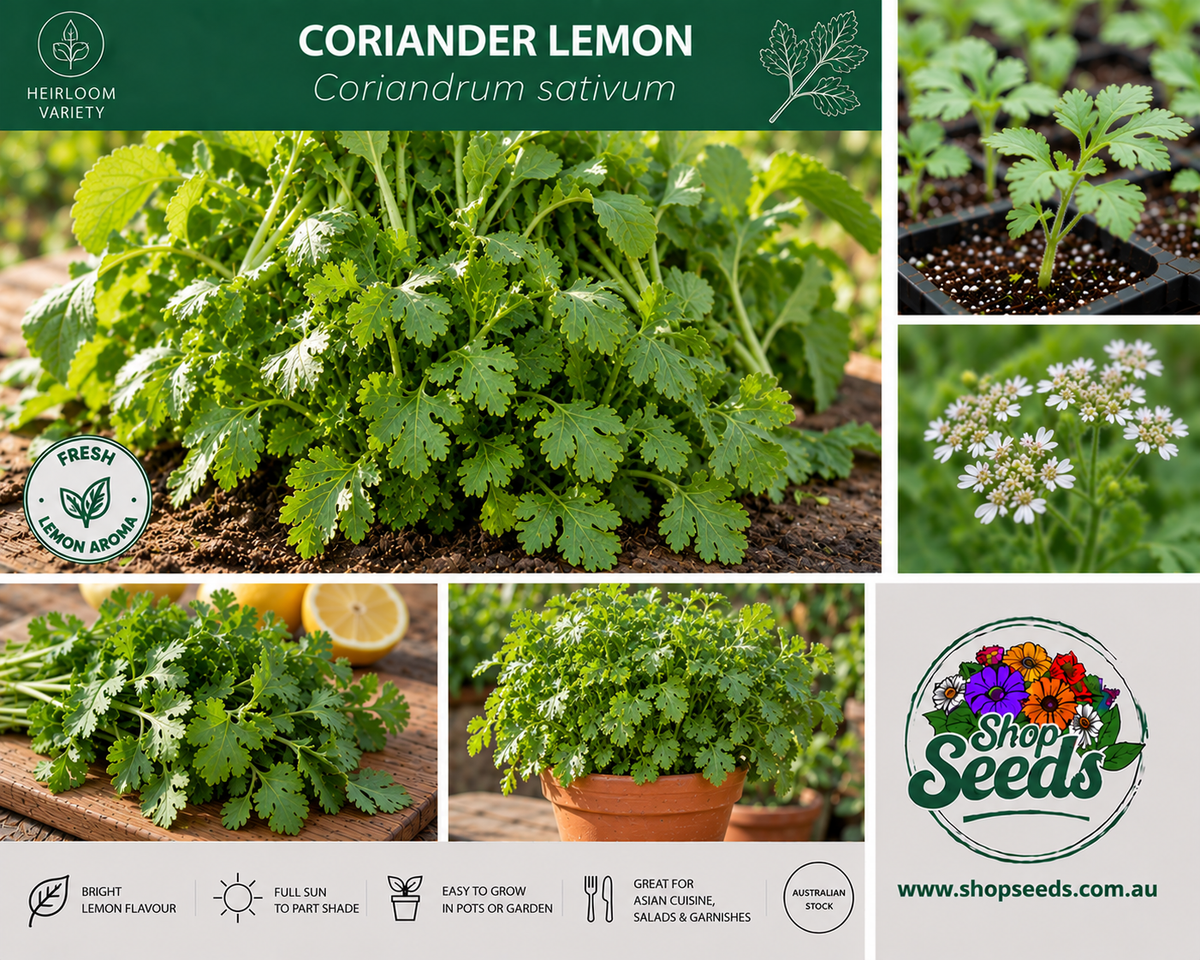 Coriander Lemon - Coriandrum sativum - SHOP SEEDS