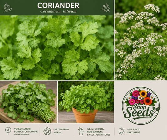 Coriander Seeds – Coriandrum sativum - SHOP SEEDS