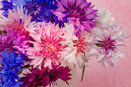 Cornflower Polka Dot Mix Seeds – Centaurea cyanus - SHOP SEEDS