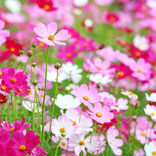 Cosmos Sensation Mix Flower Seeds – Cosmos bipinnatus - SHOP SEEDS