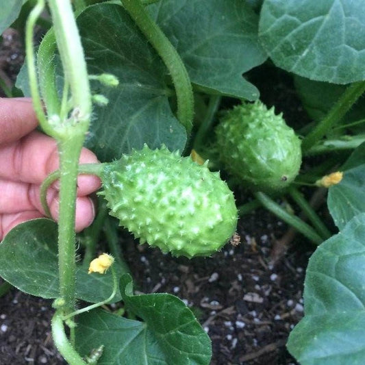 Cucumber West Indian Gherkin Seeds – Cucumis anguria - SHOP SEEDS