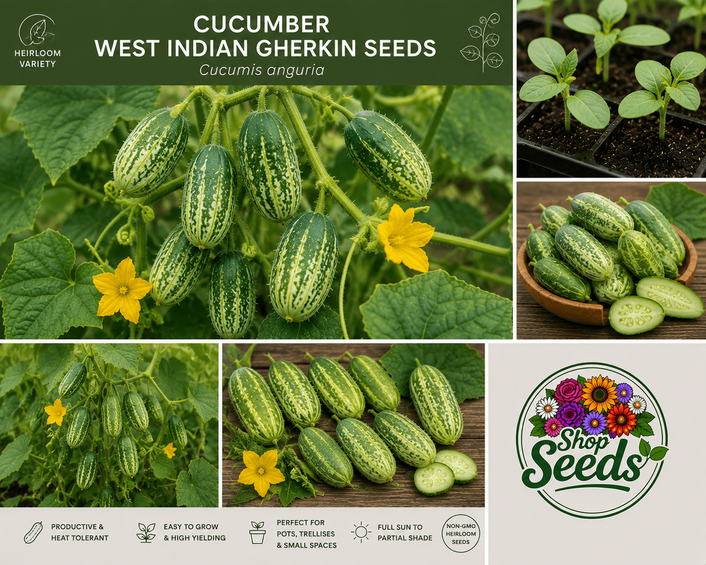 Cucumber West Indian Gherkin Seeds – Cucumis anguria - SHOP SEEDS