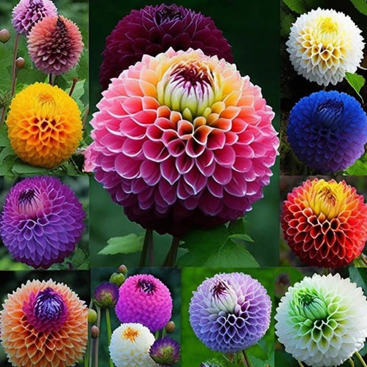 Dahlia Pompon Mix Seeds – Dahlia x cultorum - SHOP SEEDS