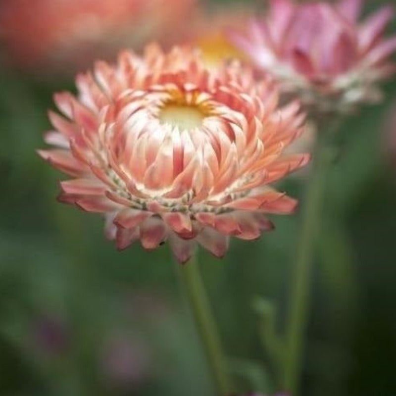 Daisy Everlasting Silver Rose Flower Seeds – Xerochrysum bracteatum - SHOP SEEDS