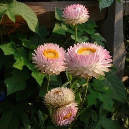 Daisy Everlasting Silver Rose Flower Seeds – Xerochrysum bracteatum - SHOP SEEDS