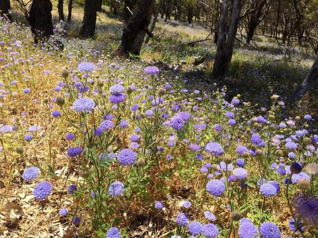 Daisy Rottnest Island Flower Seeds – Trachymene coerulea - SHOP SEEDS