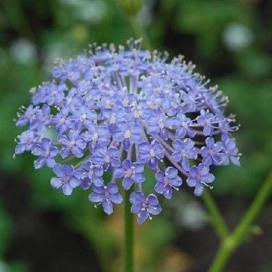 Daisy Rottnest Island Flower Seeds – Trachymene coerulea - SHOP SEEDS