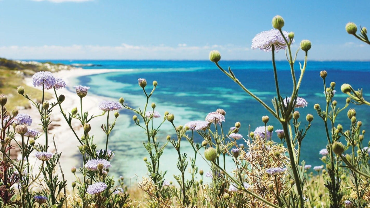 Daisy Rottnest Island Flower Seeds – Trachymene coerulea - SHOP SEEDS