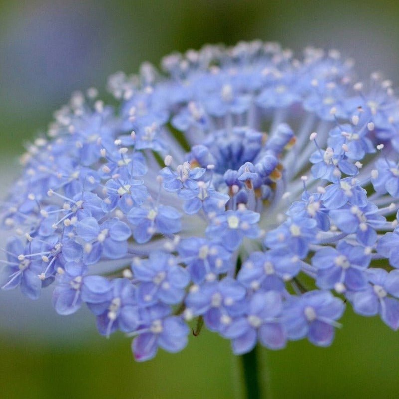 Daisy Rottnest Island Flower Seeds – Trachymene coerulea - SHOP SEEDS