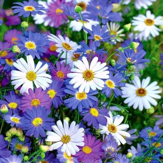 Daisy Swan River Summer Skies Flower Seeds – Brachyscome iberidifolia - SHOP SEEDS