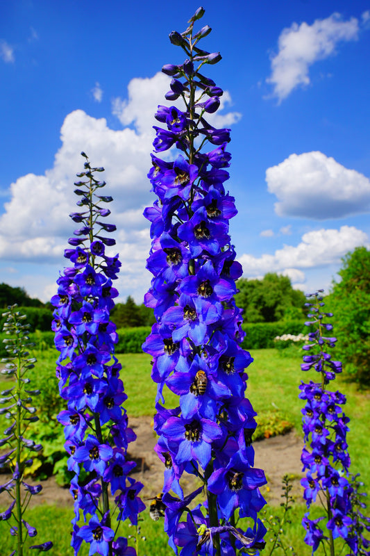 Delphinium Pacific Giants Seeds – Delphinium elatum - SHOP SEEDS