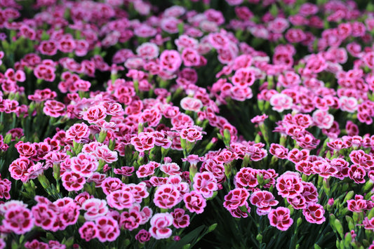 Dianthus Spring Beauty Mixed Seeds – Dianthus barbatus - SHOP SEEDS