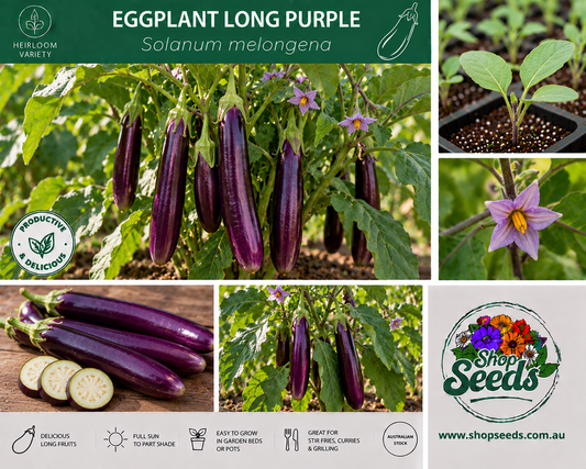 Eggplant Thai Long Green - Solanum melongena - SHOP SEEDS