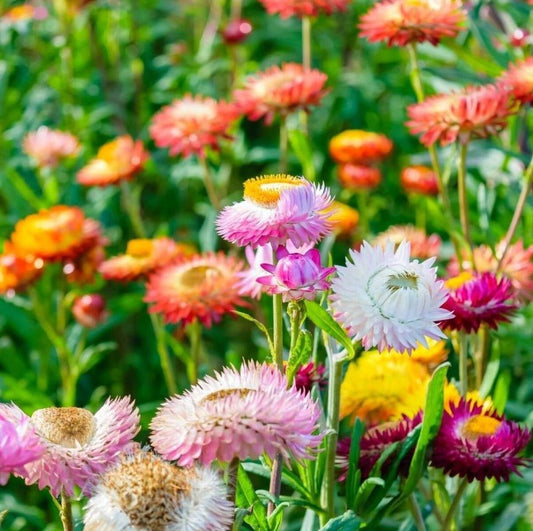 Everlasting Daisy Mixed Flower Seeds – Xerochrysum bracteatum - SHOP SEEDS